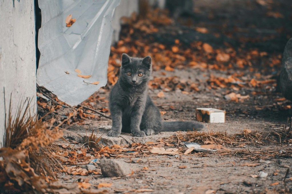 a cat sitting in dirt by fallen leaves