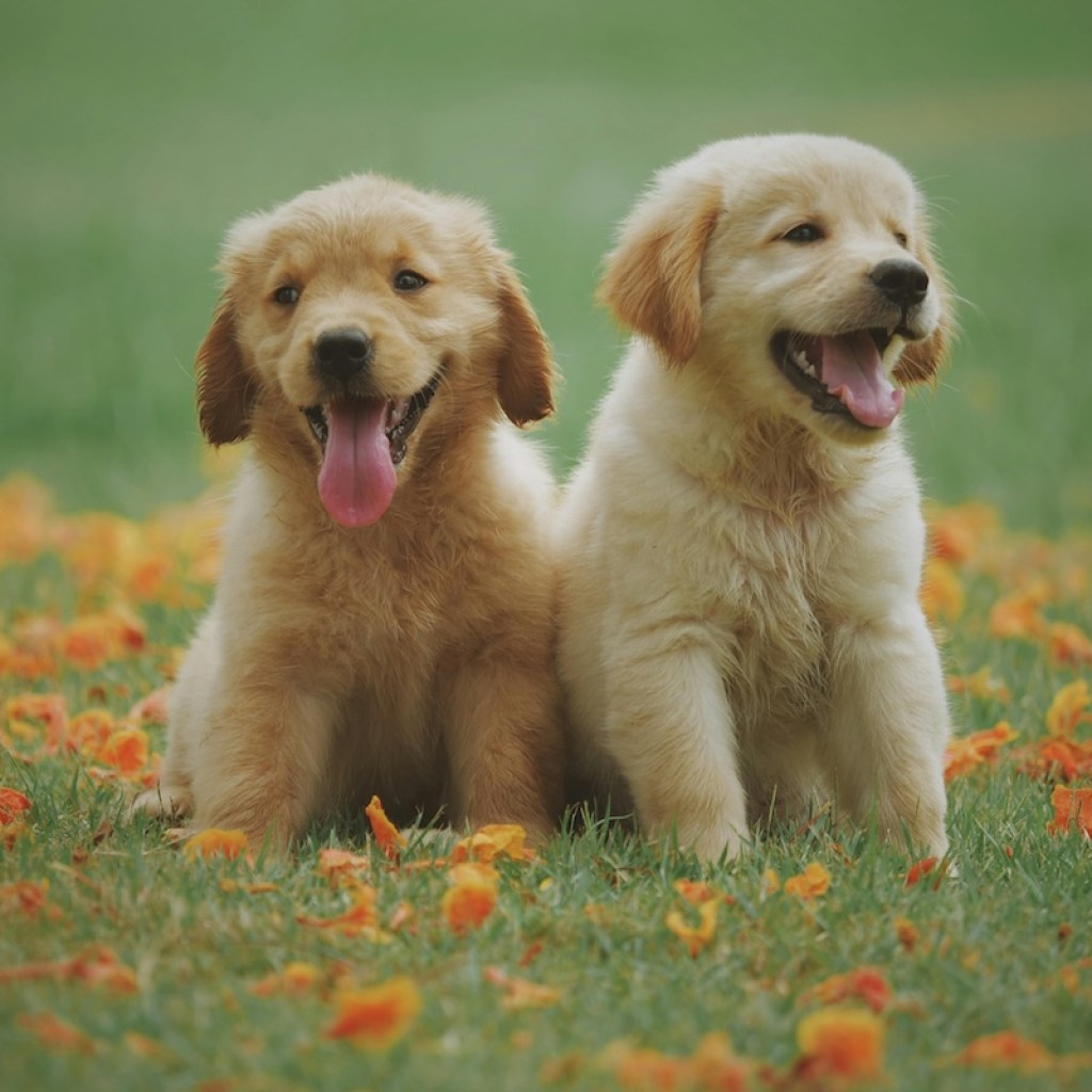 Golden retriever puppies