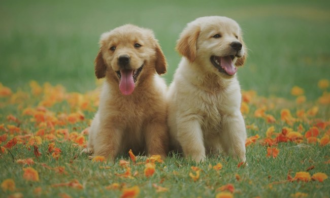 Golden retriever puppies