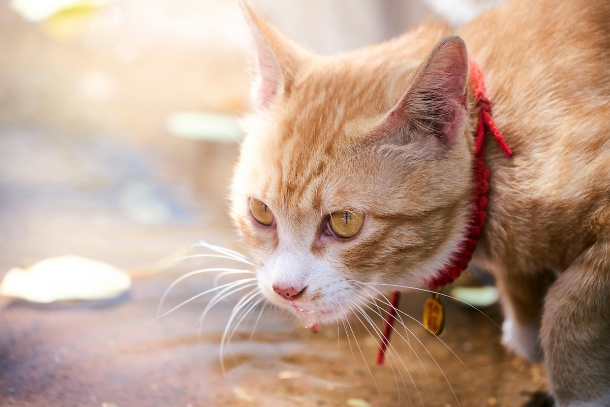 orange cat near water