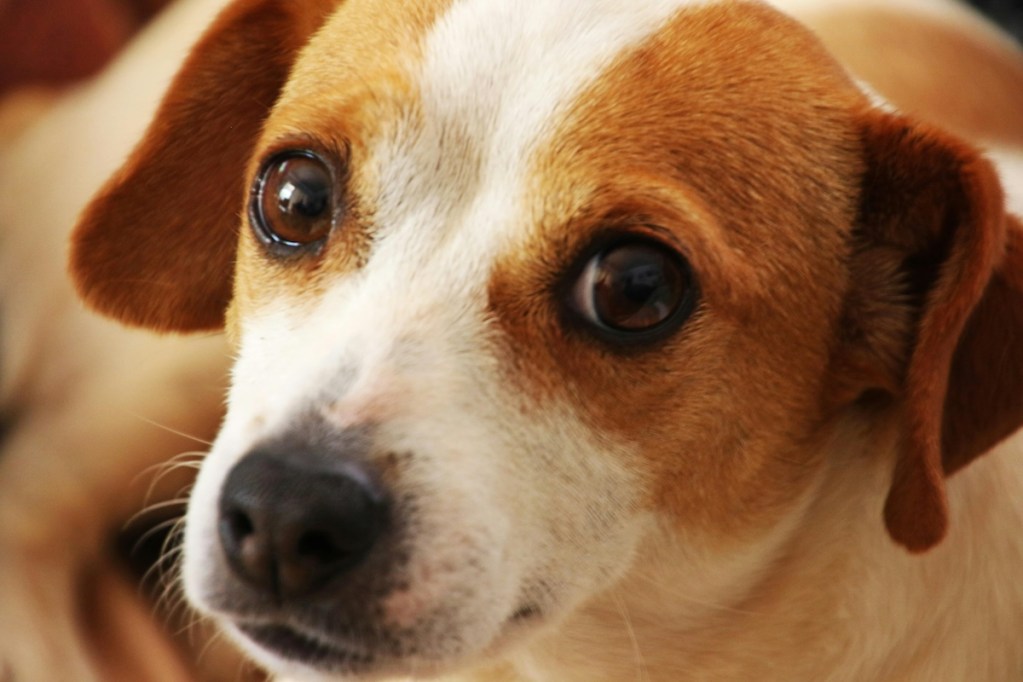 a brown and white dog looking at camera