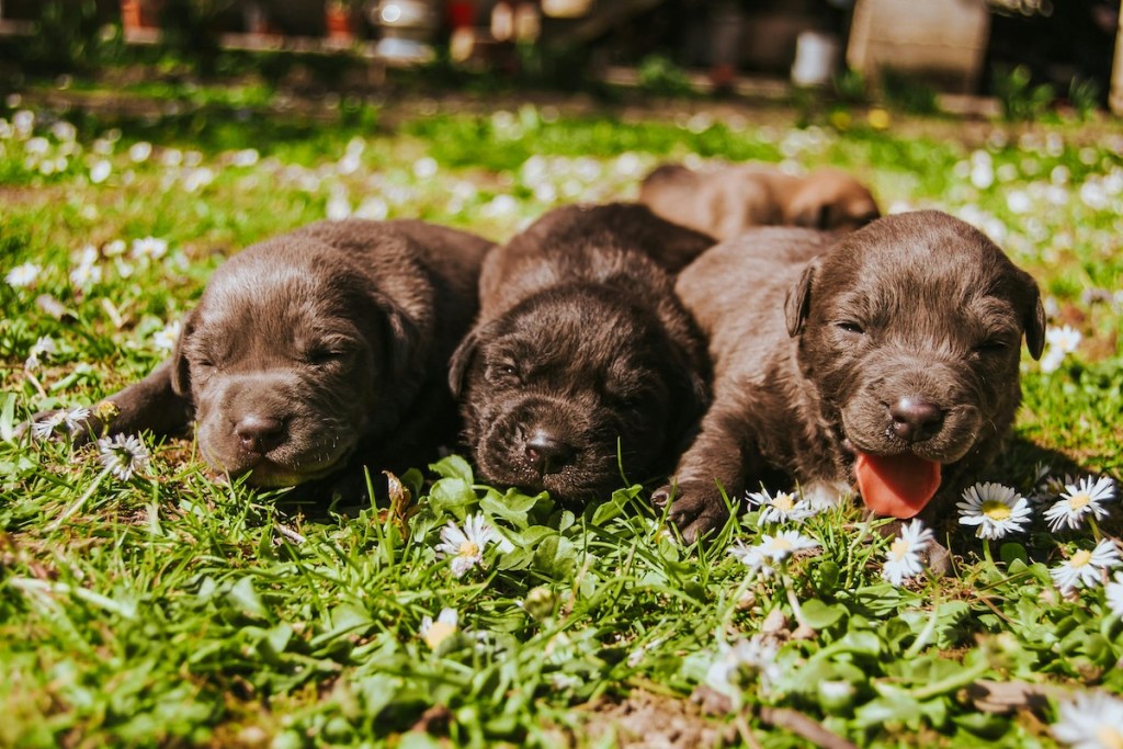 Three young puppies on grass