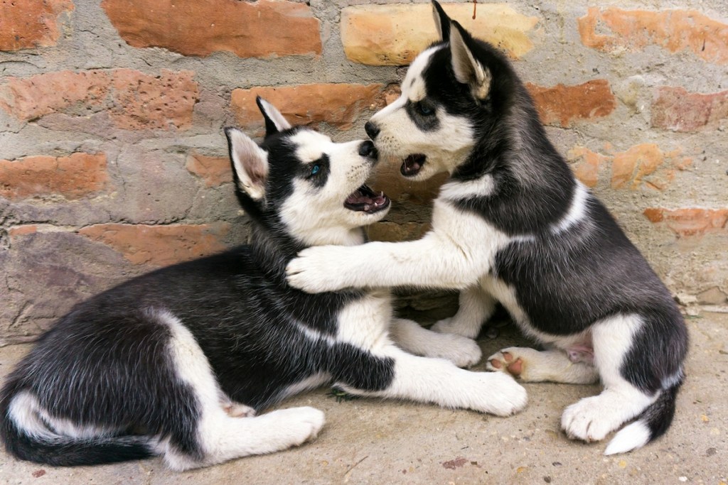 Two huskies play fighting