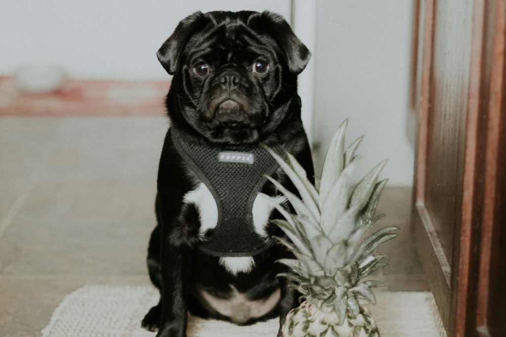 A black Pug sits next to a pineapple