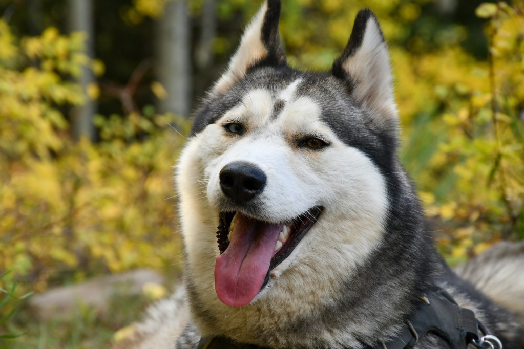 A Siberian husky's close up with mouth open, panting