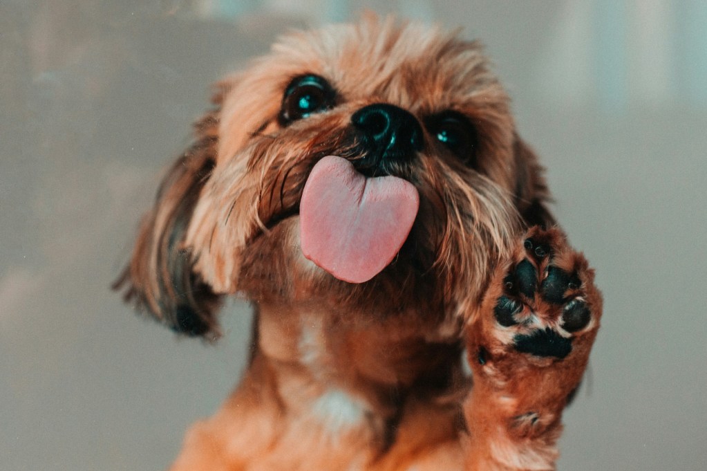 A small dog licks and holds up a paw