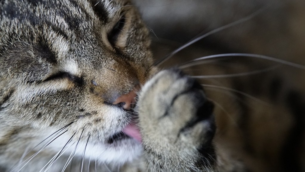 A tabby cat licks their paw, close up