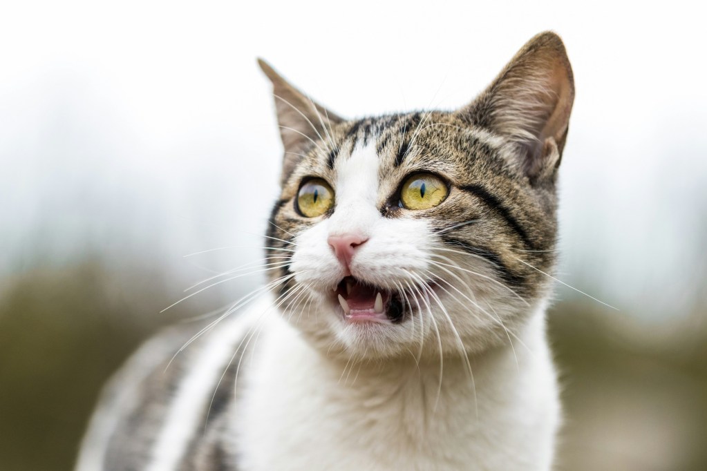 A white and tabby cat with their mouth open