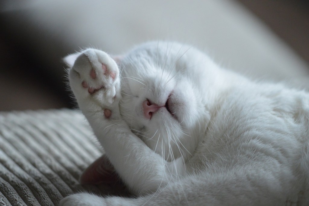 A white cat sleeps with a paw in front of their face