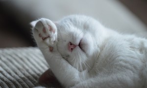 A white cat sleeps with a paw in front of their face