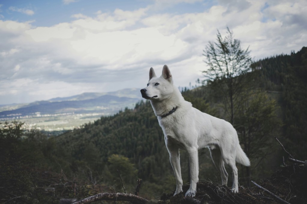 A white Siberian husky stands at the top of a hill