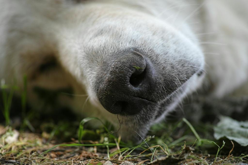 a close up of a yellow lab's nose outside