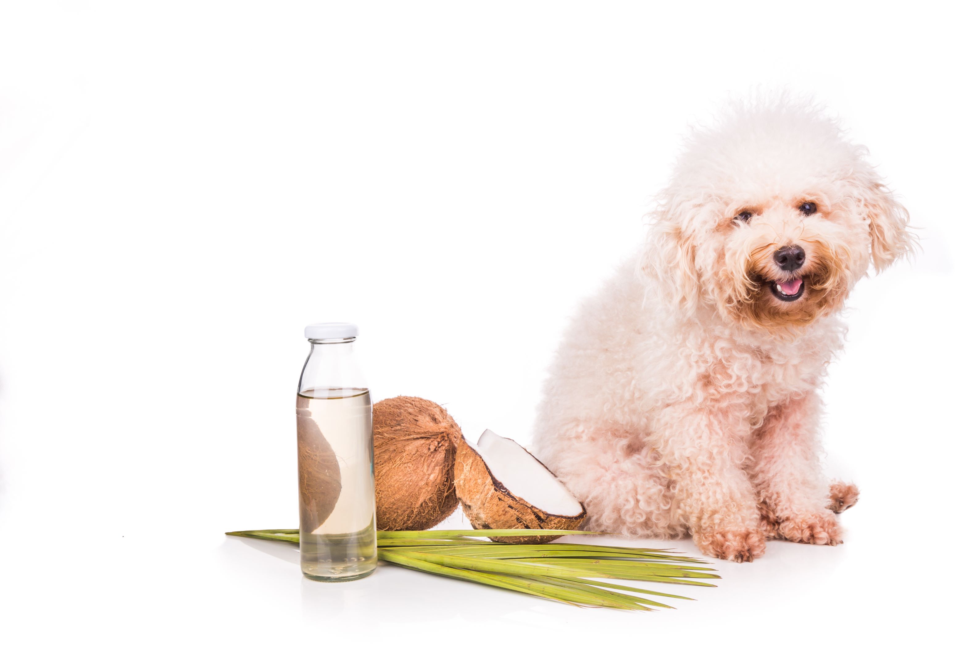 Dog with coconut and coconut oil in a jar