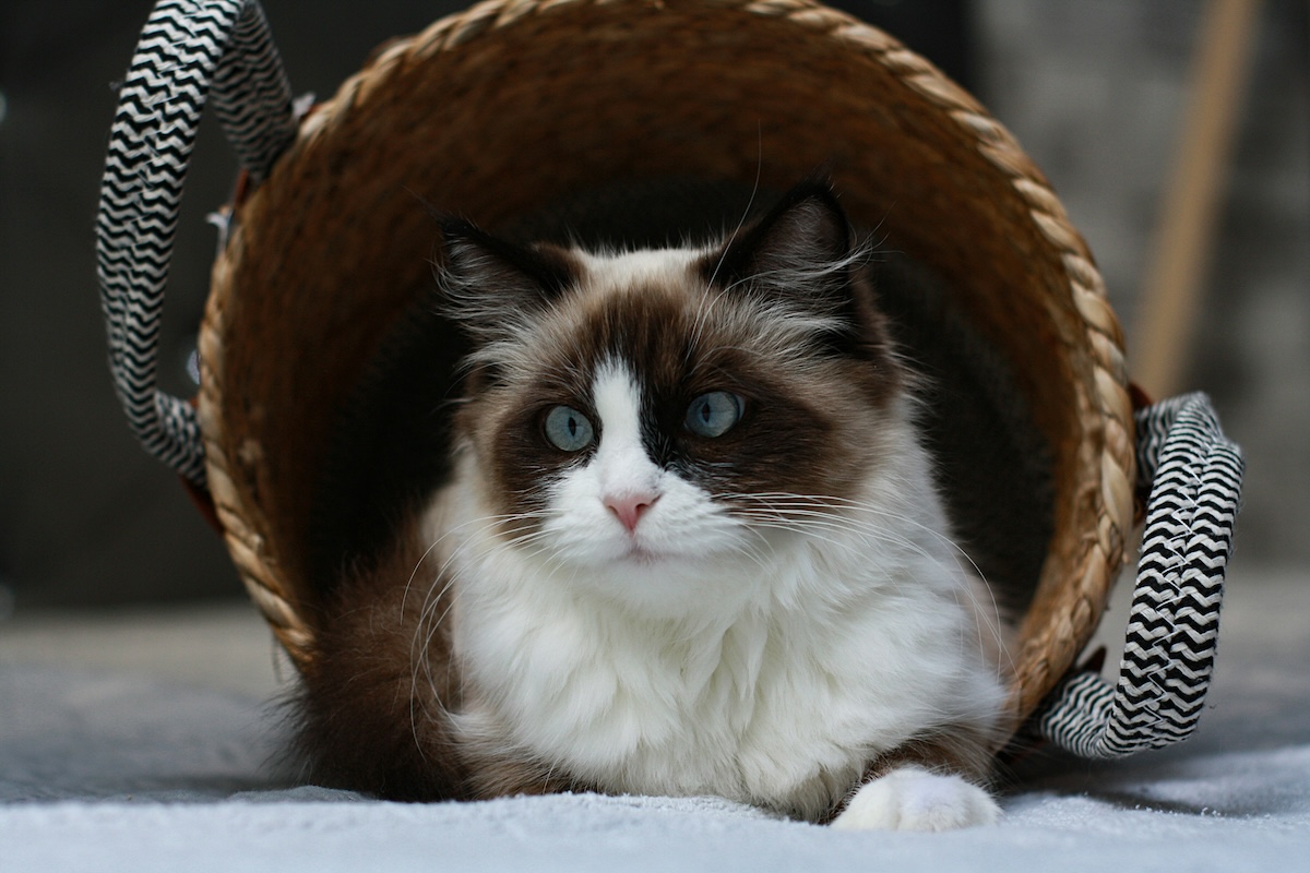a long-haired cat in a woven laundry basket