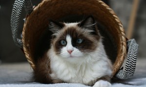 A long-haired cat in a woven laundry basket