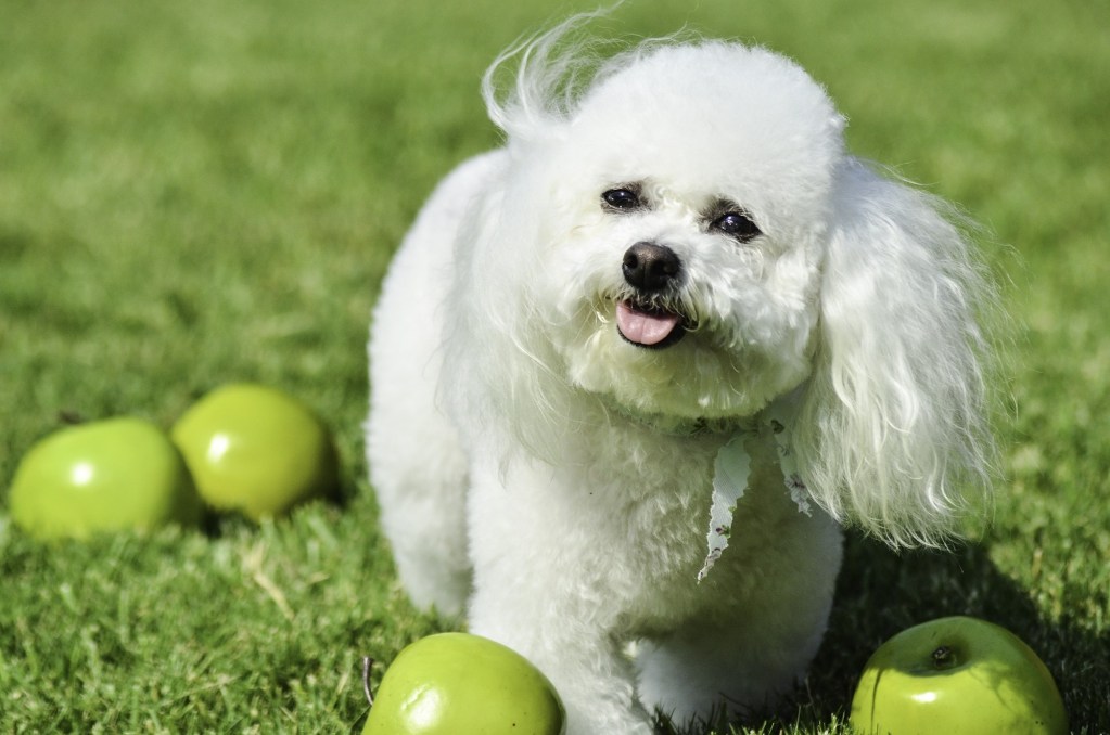 A Bichon Frise stands in the grass around green apples