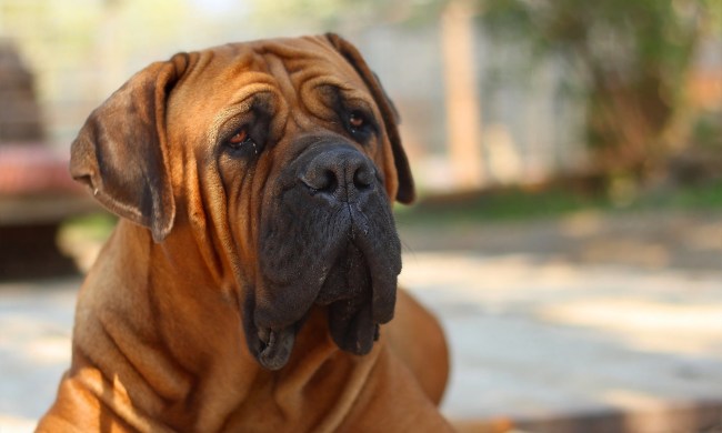 A Boerboel dog sitting