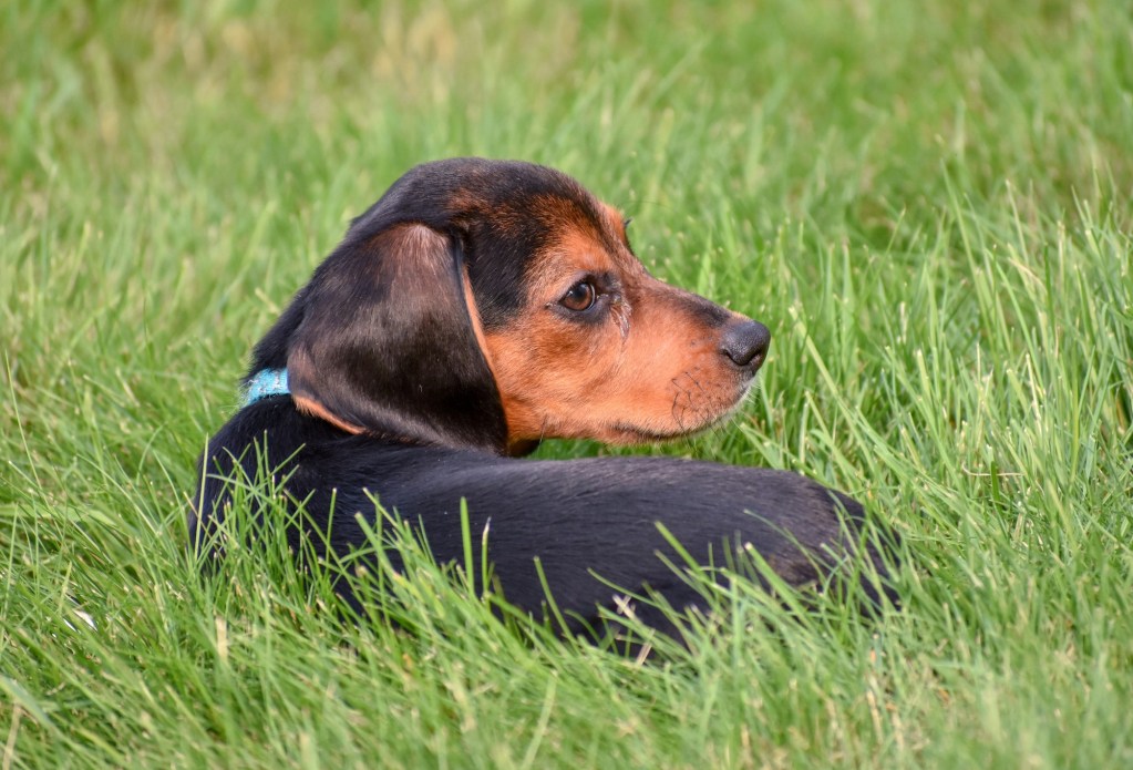 A black and brown puppy lies in the grass and looks to the side