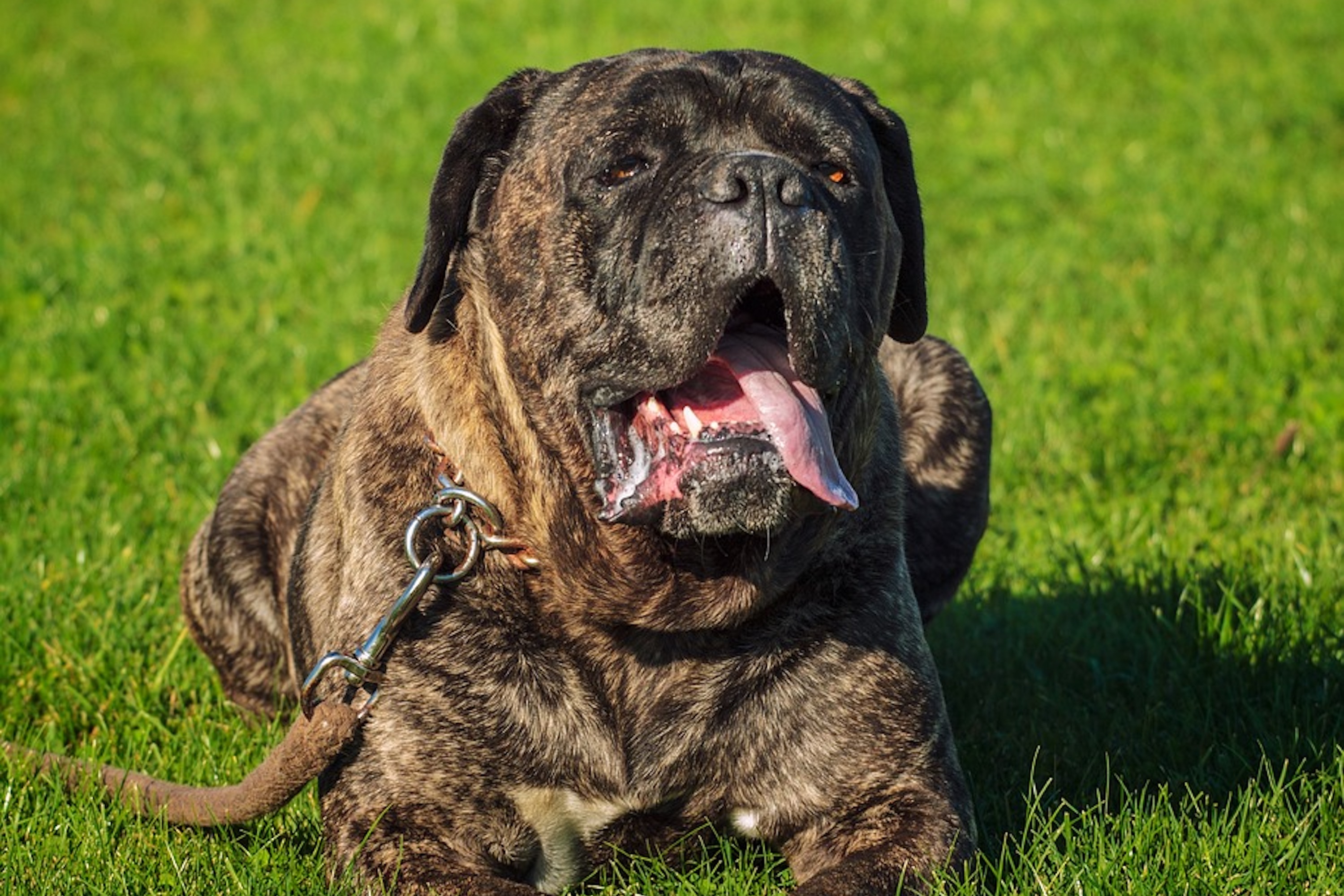 A brindle cane corso lies in the grass