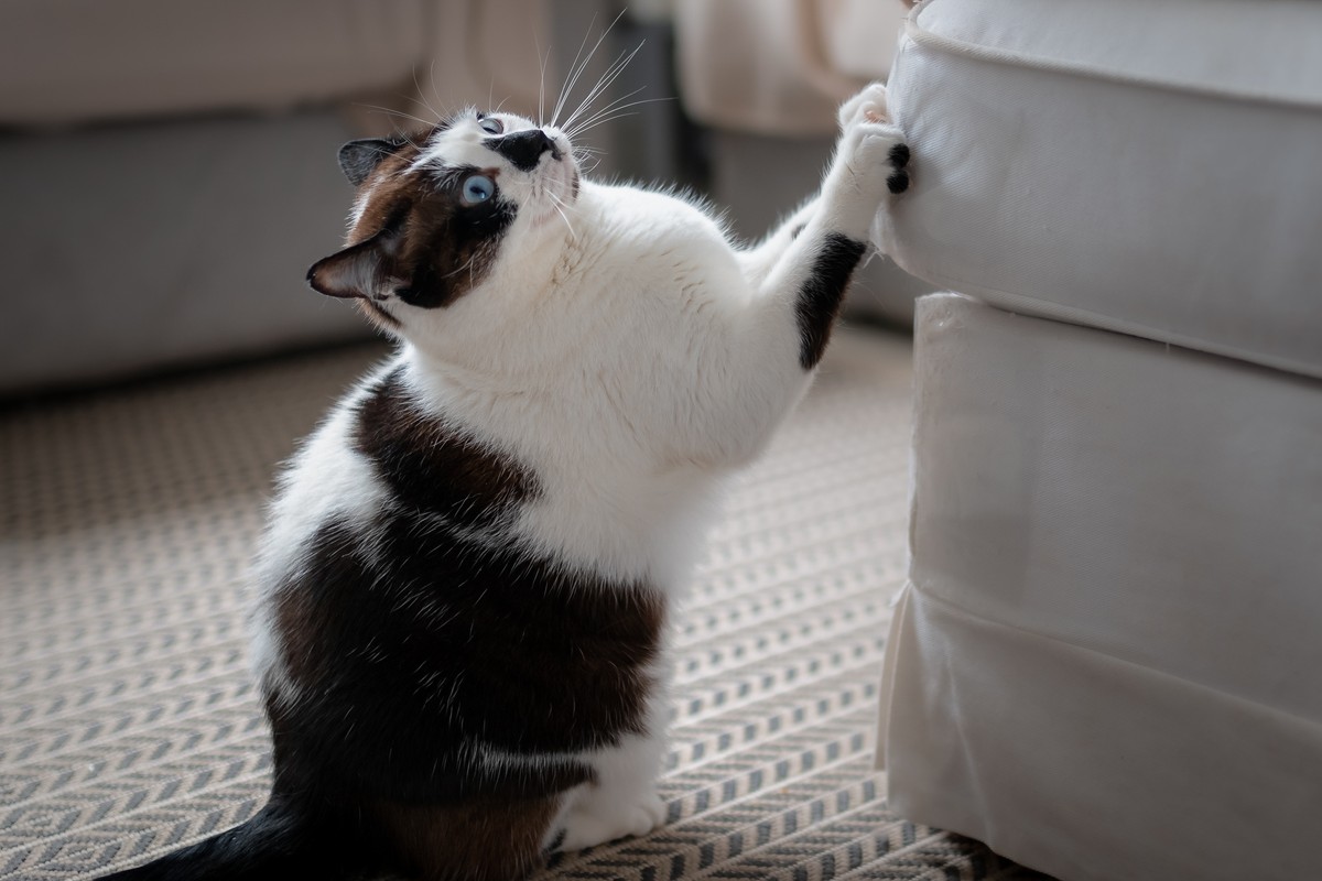 Why cats scratch furniture new study tells us the reasons PawTracks