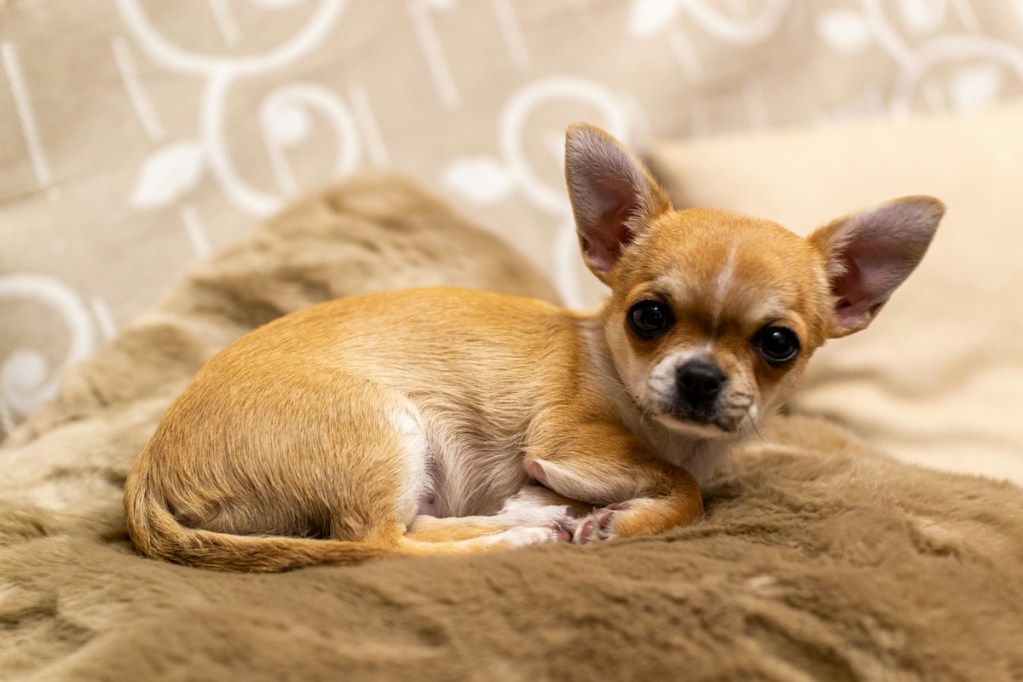 A cute chihuahua lies on a soft bed