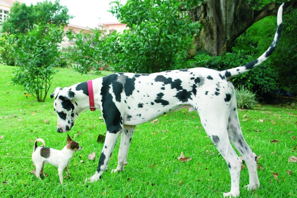 Purebred chihuahua puppy and a great dane sniffing each other