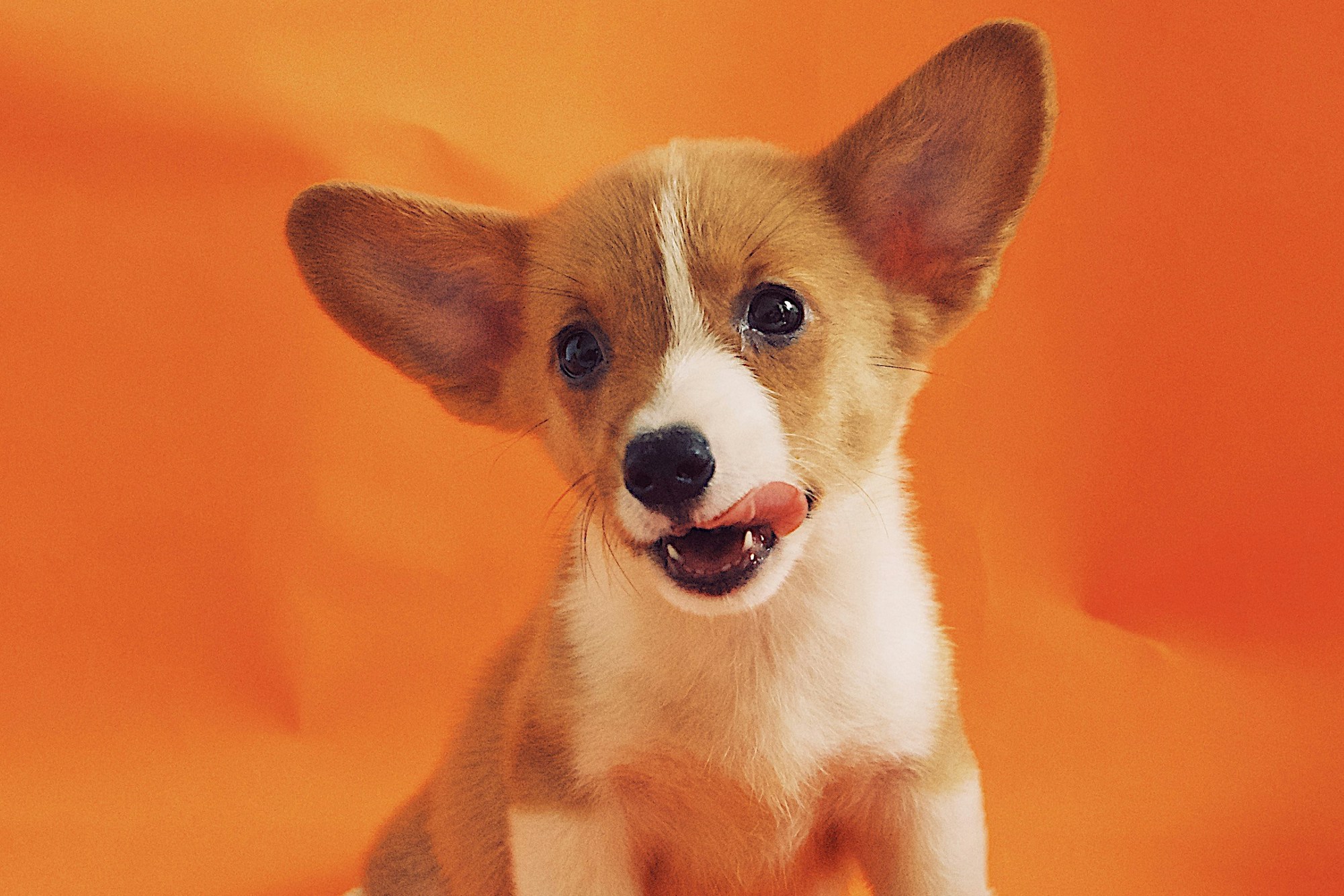 A corgi puppy licks their lips