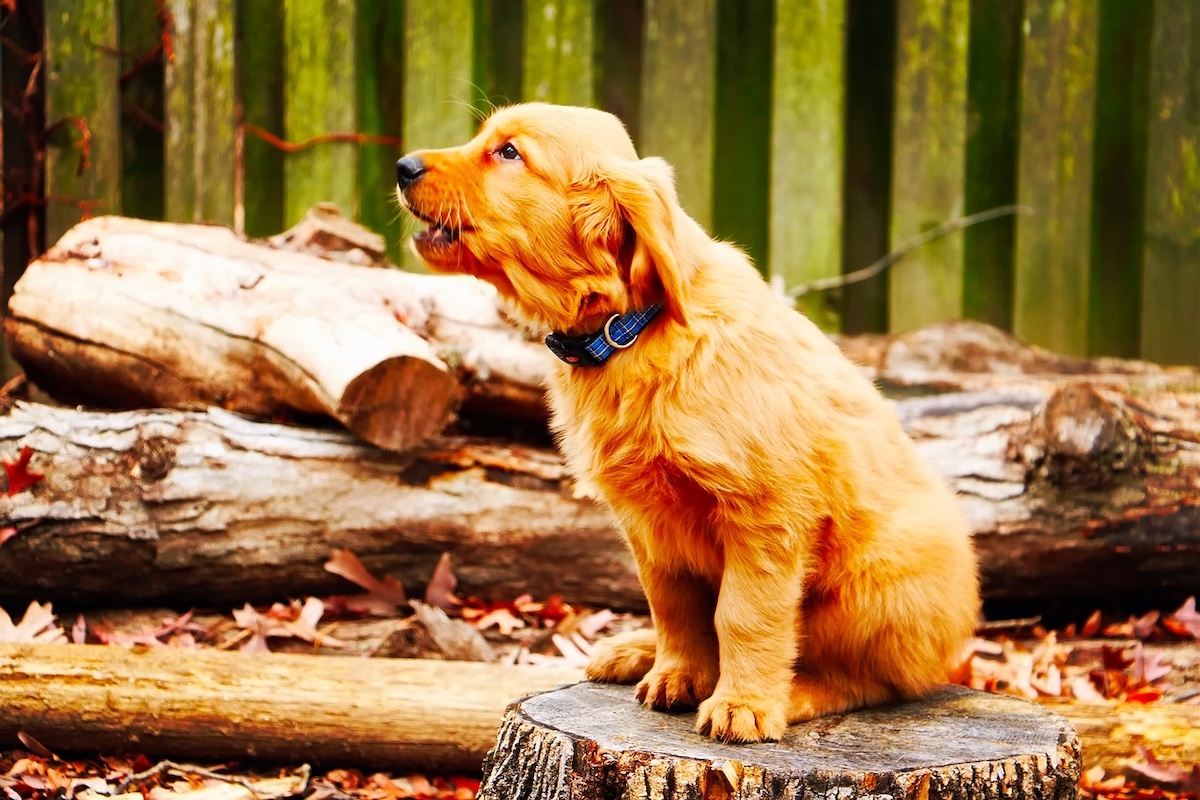 A puppy sits on a log and howls
