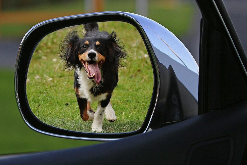 a dog in a car mirror