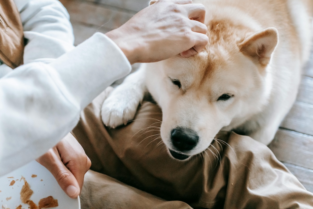 dog lying on the leg of person with white sweatshirt