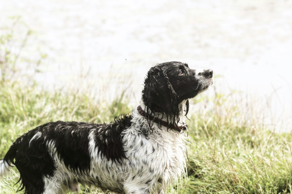 An English Springer Spaniel's side profile standing next to tall grass