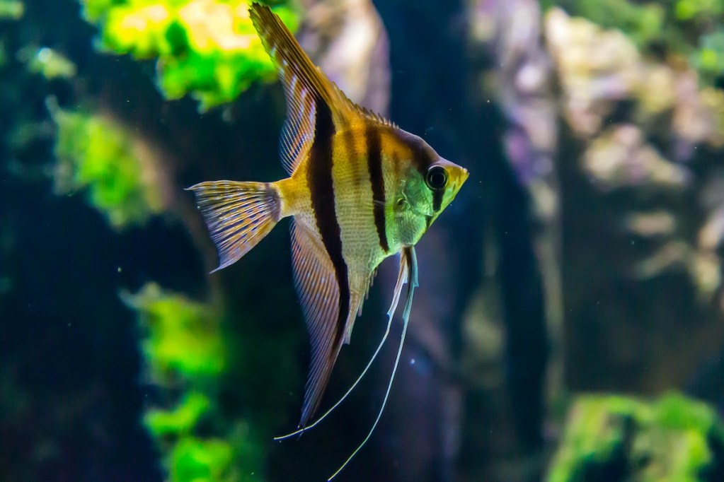 Fish resting in an aquarium