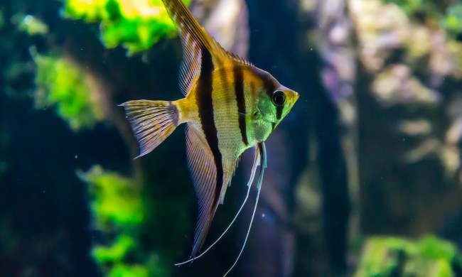 Fish resting in an aquarium