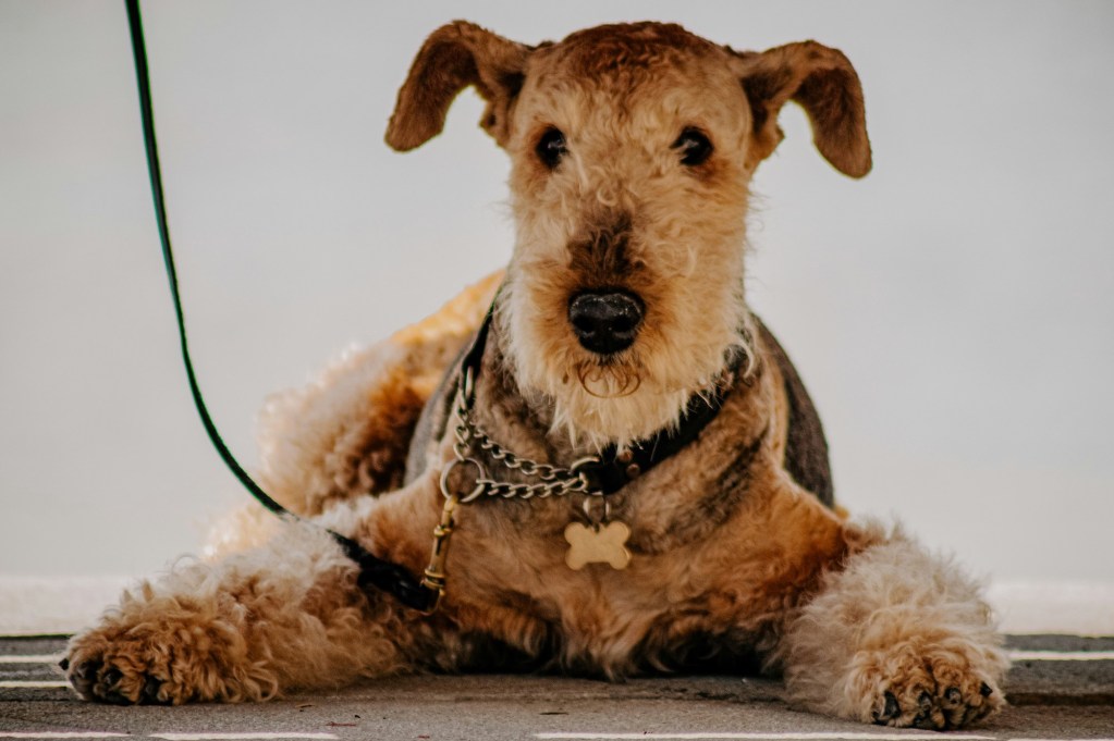 An Airedale Terrier sits