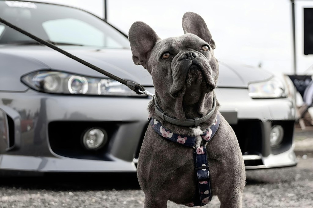 a french bulldog in front of car