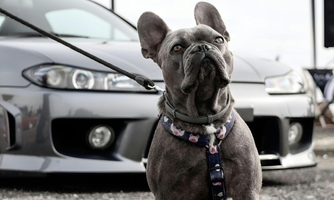 A French bulldog in front of car