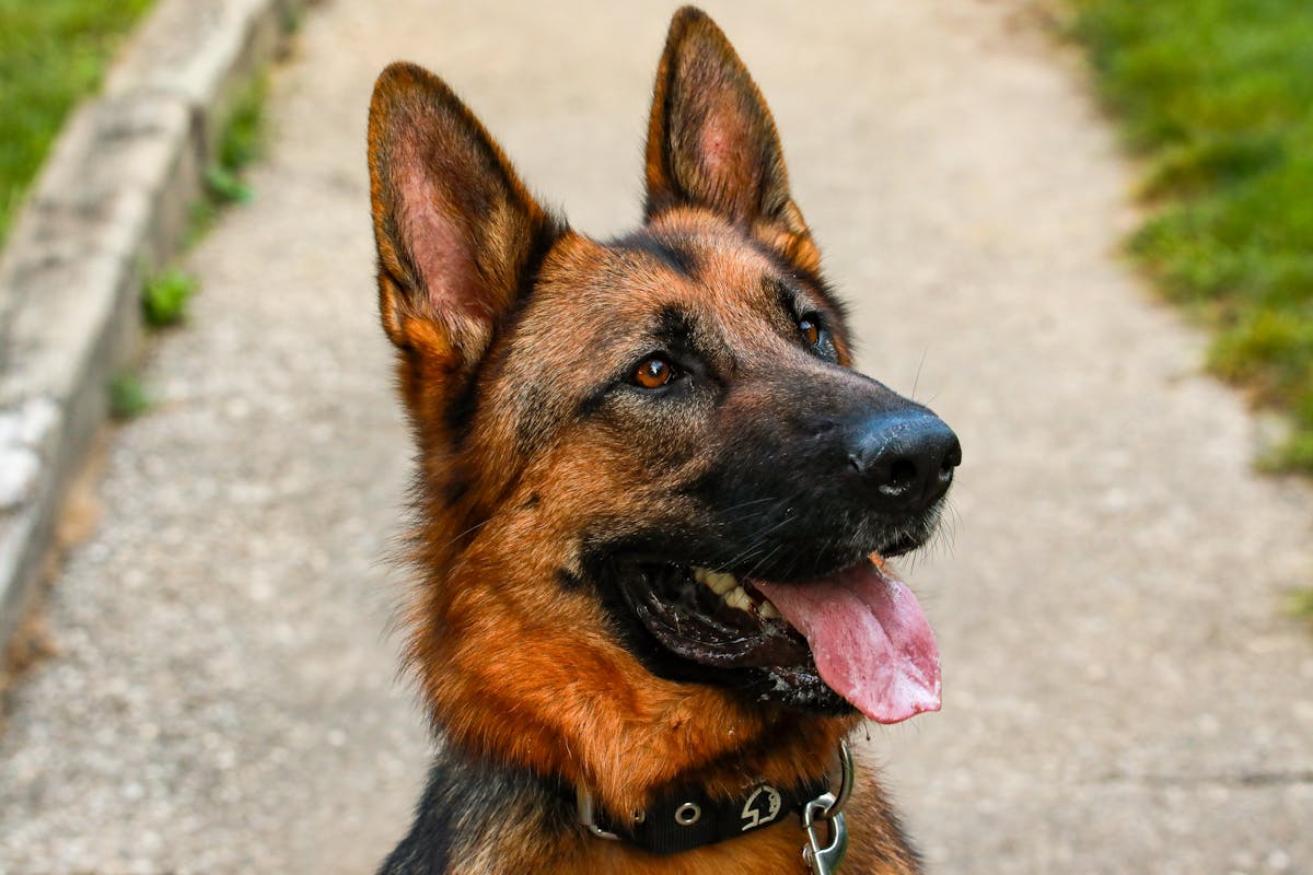 close up of a german shepherd outside