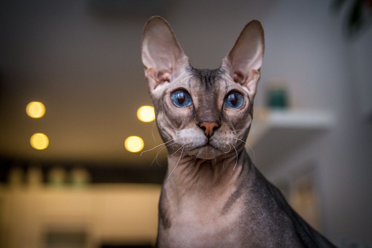 A hairless cat sits in their house