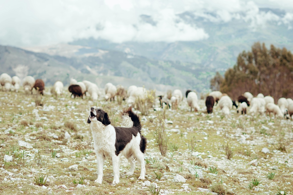 Dog howls while standing near a flock of sheep in a pasture