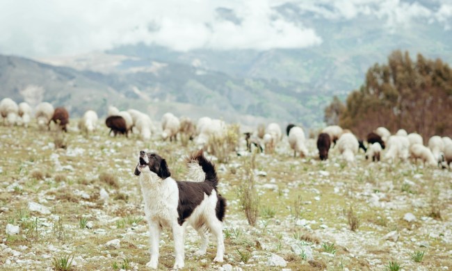 Dog howls while standing near a flock of sheep in a pasture