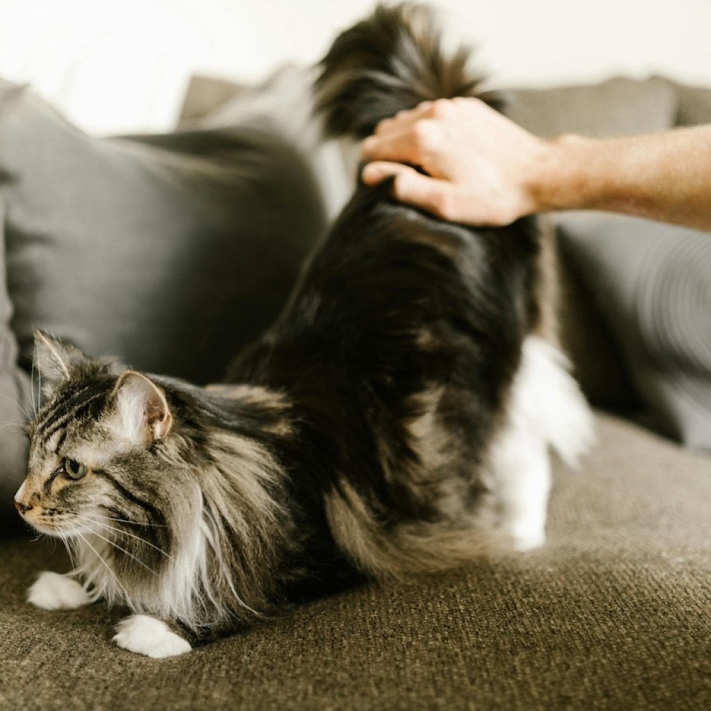 A Main Coon stretching on a couch