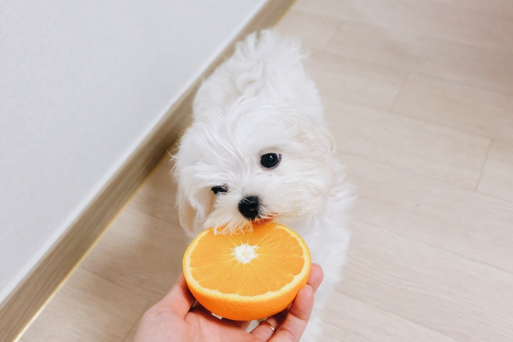 Small white dog eating an orange