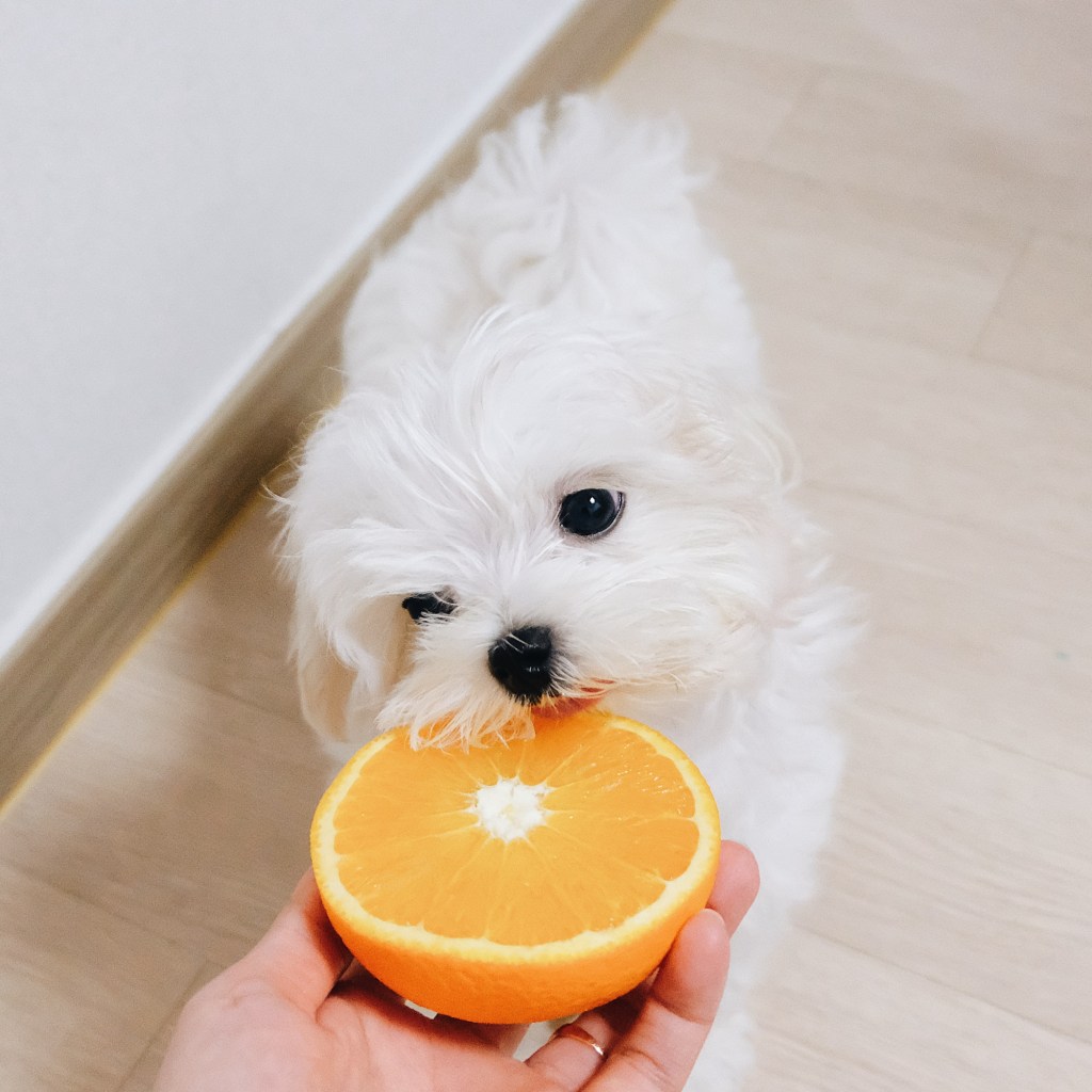 Small white dog eating an orange