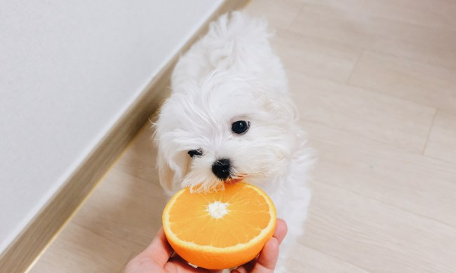 Small white dog eating an orange
