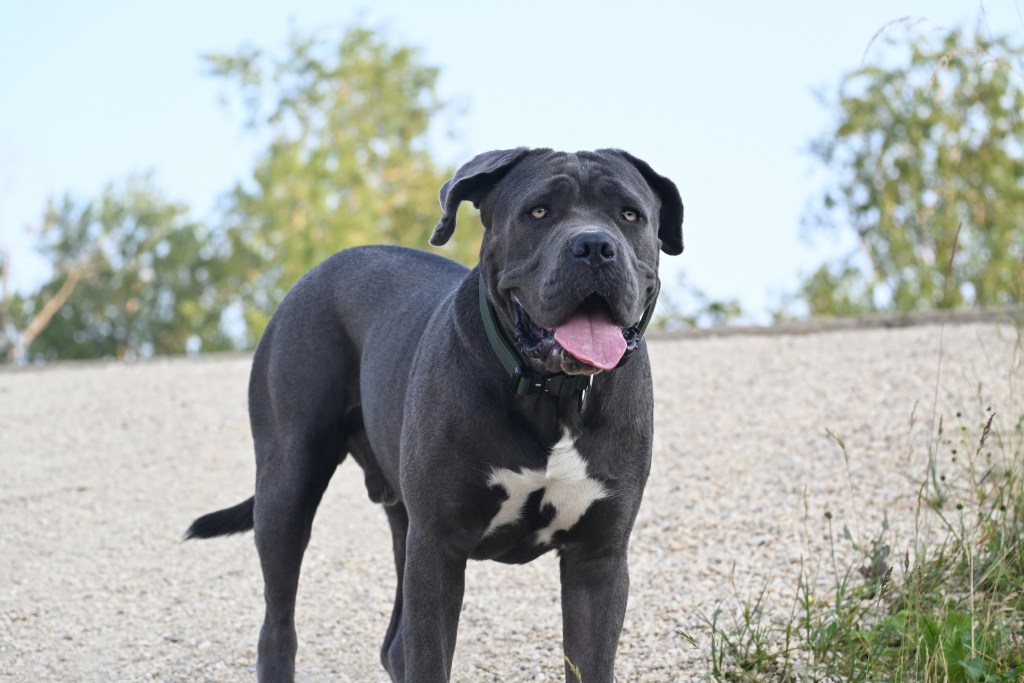 A black and white mastiff dog stands outdoors