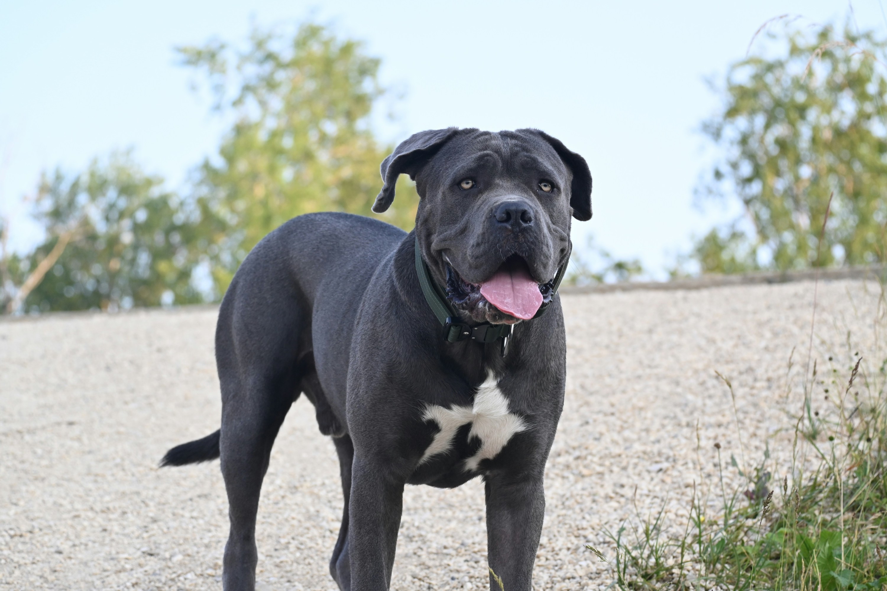 A black and white mastiff dog stands outdoors