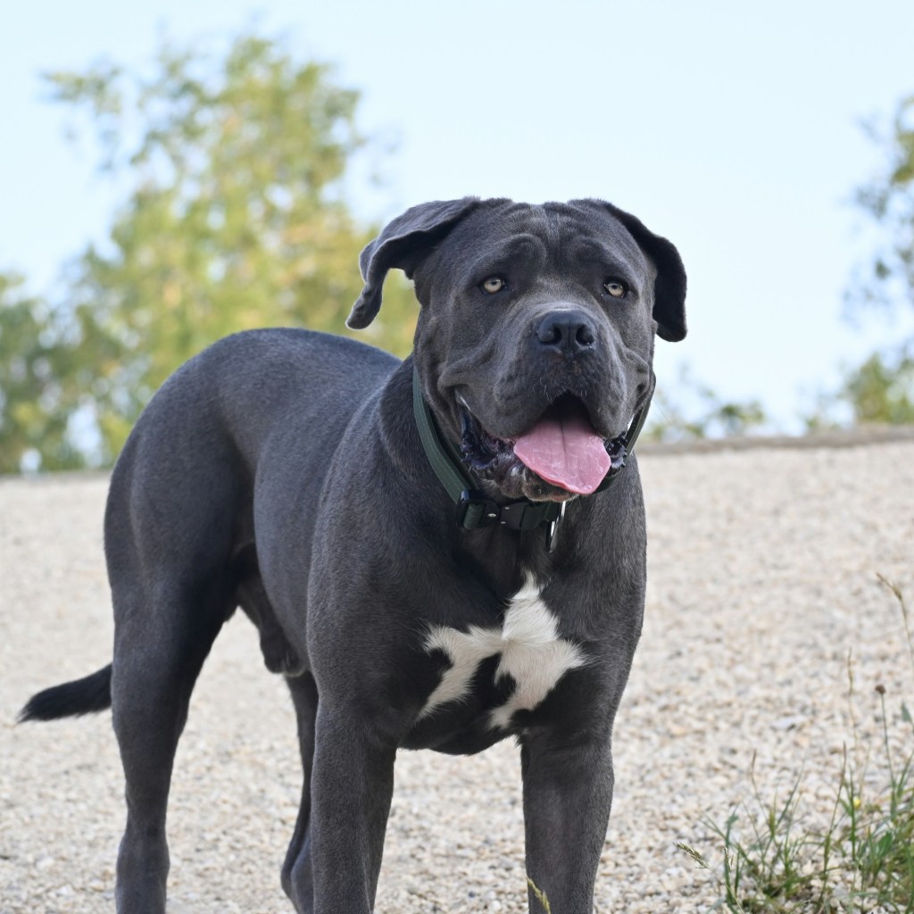 A black and white mastiff dog stands outdoors