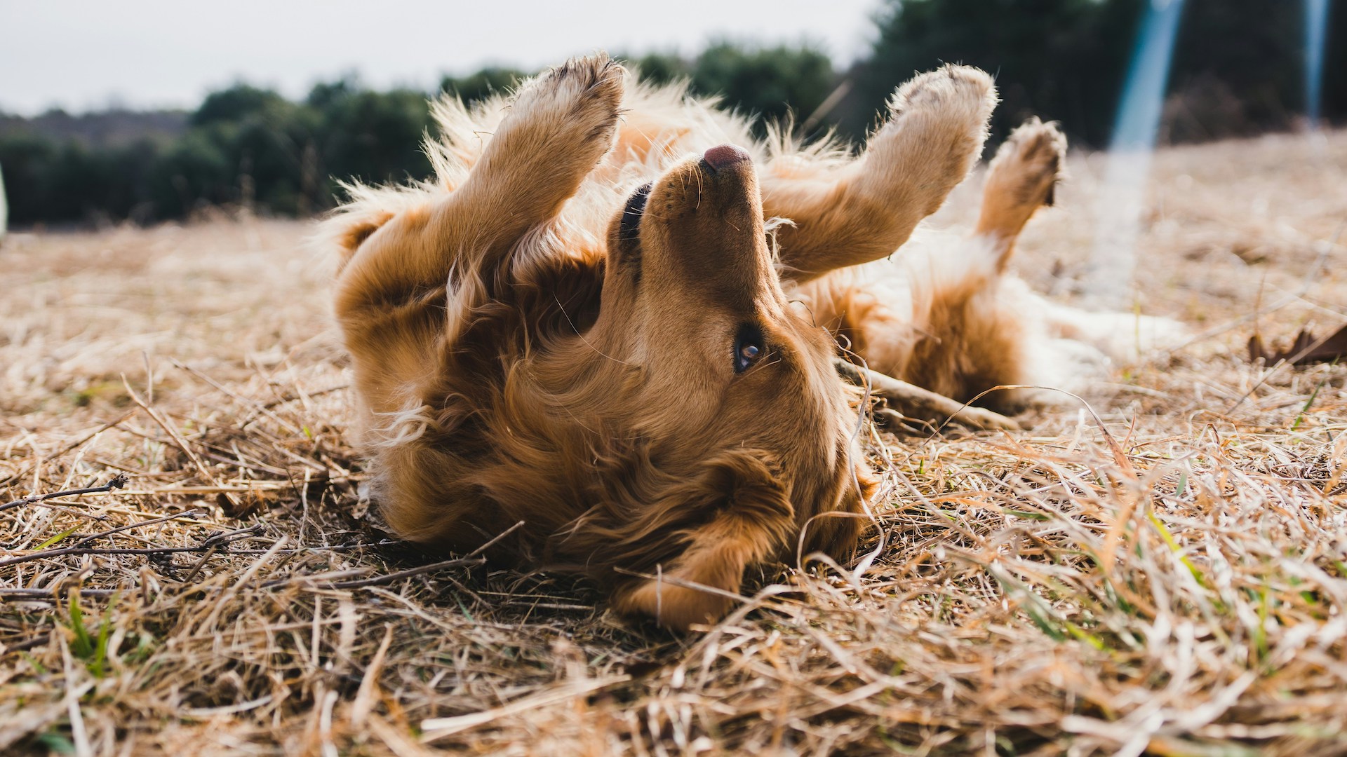 A Golden Retriever rolls in hay