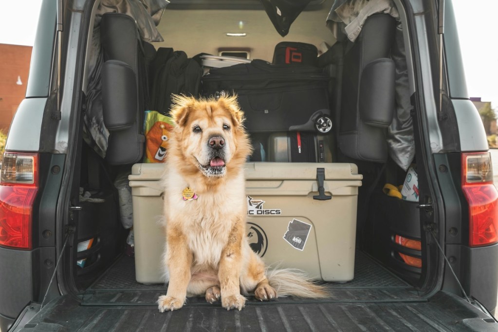 a mutt with golden fur in suv trunk