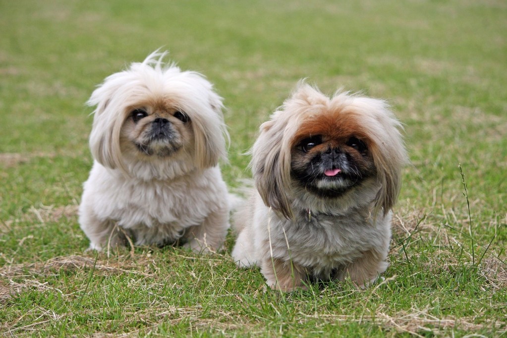 Two Pekingese dogs sit in the grass